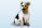 Urlaub mit Hund