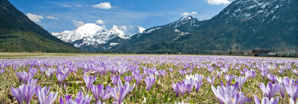 Frühjahr Frühjahr