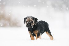 Hund Winter