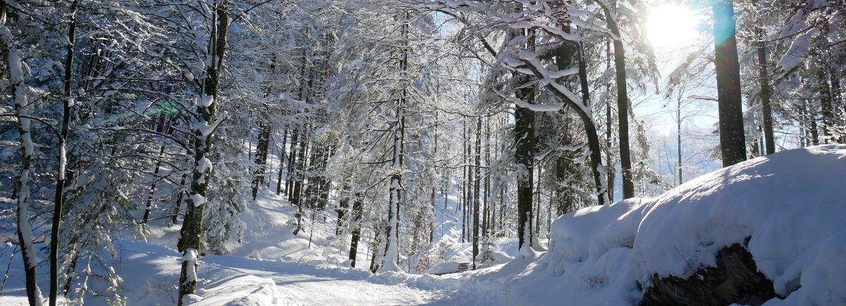 RS winterwald am stadtberg kufstein bei rossmoos